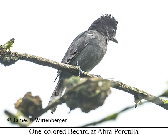 One-colored Becard - &copy; James F Wittenberger and Exotic Birding LLC