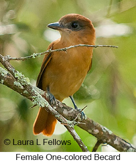 One-colored Becard - © Laura L Fellows and Exotic Birding LLC
