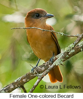 One-colored Becard - © Laura L Fellows and Exotic Birding Tours