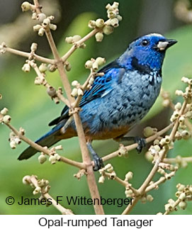 Opal-rumped Tanager - © James F Wittenberger and Exotic Birding LLC