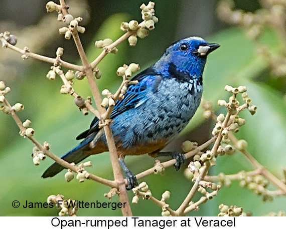 Opal-rumped Tanager - © James F Wittenberger and Exotic Birding LLC