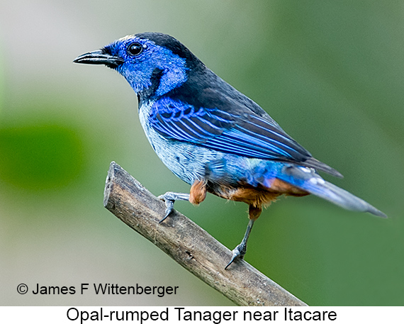 Opal-rumped Tanager - © James F Wittenberger and Exotic Birding LLC Opal-rumped Tanager - © James F Wittenberger and Exotic Birding LLC