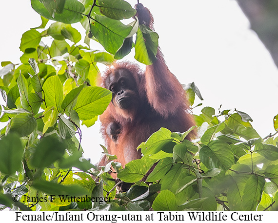 Orang-utan Female - © The Photographer and Exotic Birding LLC