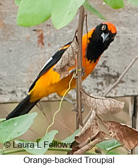 Orange-backed Troupial - © Laura L Fellows and Exotic Birding LLC