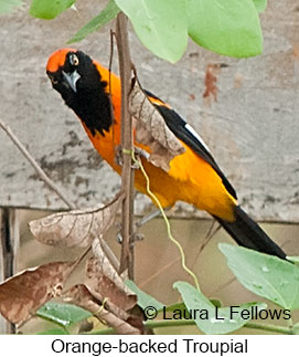 Orange-backed Troupial - © Laura L Fellows and Exotic Birding LLC