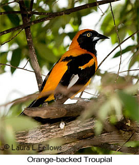 Orange-backed Troupial - © Laura L Fellows and Exotic Birding LLC Orange-backed Troupial - © Laura L Fellows and Exotic Birding LLC