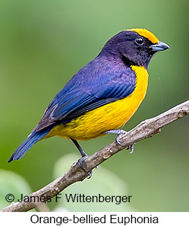 Orange-bellied Euphonia - © James F Wittenberger and Exotic Birding LLC