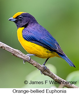 Orange-bellied Euphonia - © James F Wittenberger and Exotic Birding LLC