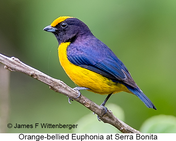Orange-bellied Euphonia - © James F Wittenberger and Exotic Birding LLC Orange-bellied Euphonia - © James F Wittenberger and Exotic Birding LLC