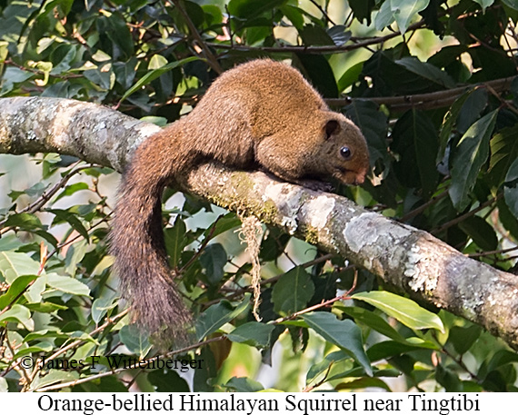 Orange-bellied Himalayan Squirrel - © James F Wittenberger and Exotic Birding LLC Orange-bellied Himalayan Squirrel - © James F Wittenberger and Exotic Birding LLC