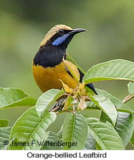 Orange-bellied Leafbird - © James F Wittenberger and Exotic Birding LLC