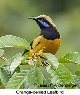 Orange-bellied Leafbird - © James F Wittenberger and Exotic Birding LLC