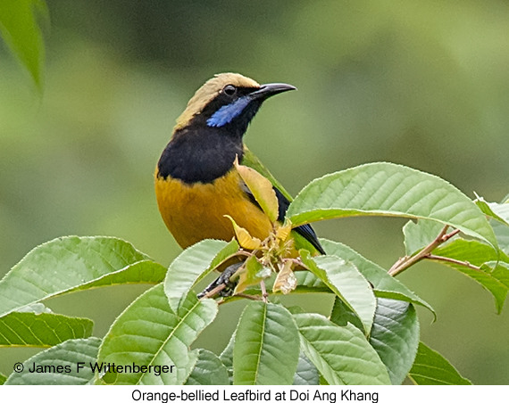 Orange-bellied Leafbird - © James F Wittenberger and Exotic Birding LLC