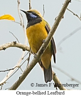 Orange-bellied Leafbird - © James F Wittenberger and Exotic Birding LLC