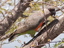 Orange-bellied Parrot - © The Photographer and Exotic Birding LLC