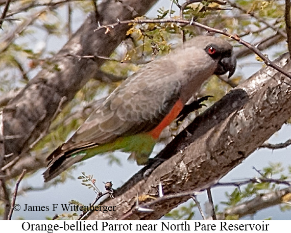 Orange-bellied Parrot - © James F Wittenberger and Exotic Birding LLC Orange-bellied Parrot - © James F Wittenberger and Exotic Birding LLC