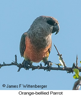 Orange-bellied Parrot - © James F Wittenberger and Exotic Birding LLC