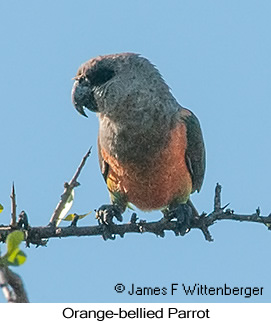 Orange-bellied Parrot - © James F Wittenberger and Exotic Birding LLC Orange-bellied Parrot - © James F Wittenberger and Exotic Birding LLC