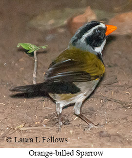 Orange-billed Sparrow - © Laura L Fellows and Exotic Birding LLC