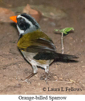Orange-billed Sparrow - © Laura L Fellows and Exotic Birding LLC Orange-billed Sparrow - © Laura L Fellows and Exotic Birding LLC