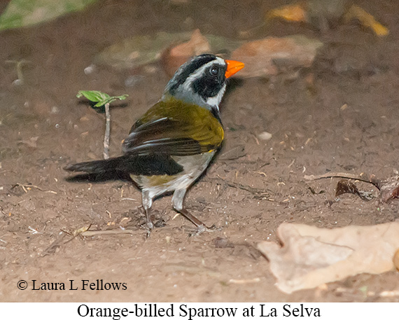 Orange-billed Sparrow - &copy; James F Wittenberger and Exotic Birding LLC