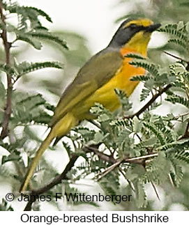 Sulphur-breasted Bushshrike - © James F Wittenberger and Exotic Birding LLC