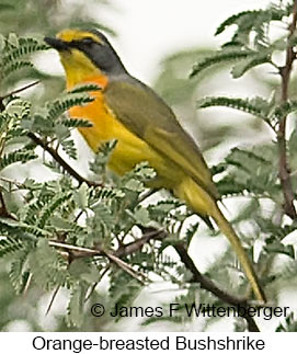 Sulphur-breasted Bushshrike - © James F Wittenberger and Exotic Birding LLC