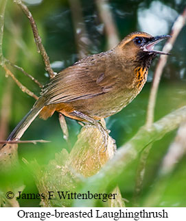 Orange-breasted Laughingthrush - © James F Wittenberger and Exotic Birding LLC