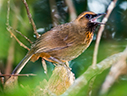Orange-breasted Laughingthrush - © James F Wittenberger and Exotic Birding LLC Orange-breasted Laughingthrush - © James F Wittenberger and Exotic Birding LLC