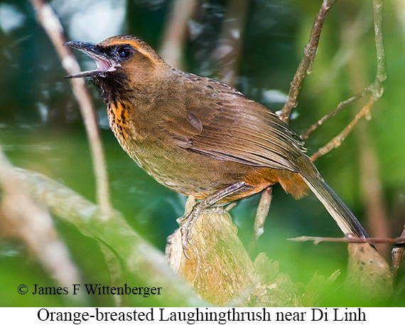 Orange-breasted Laughingthrush - © James F Wittenberger and Exotic Birding LLC