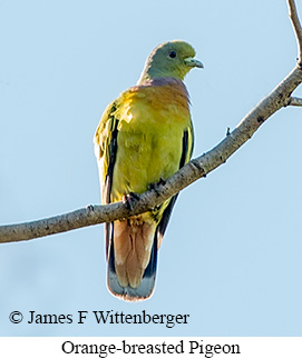 Orange-breasted Pigeon - © James F Wittenberger and Exotic Birding LLC Orange-breasted Pigeon - © James F Wittenberger and Exotic Birding LLC