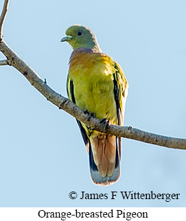 Orange-breasted Pigeon - &copy; James F Wittenberger and Exotic Birding LLC