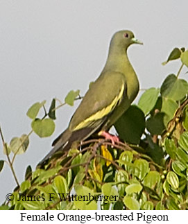 Orange-breasted Pigeon - &copy; James F Wittenberger and Exotic Birding LLC