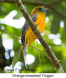 Orange-breasted Trogon - © James F Wittenberger and Exotic Birding LLC Orange-breasted Trogon - © James F Wittenberger and Exotic Birding LLC