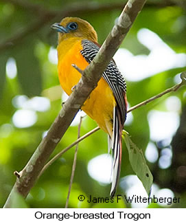 Orange-breasted Trogon - © James F Wittenberger and Exotic Birding LLC