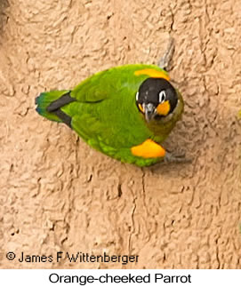 Orange-cheeked Parrot - © James F Wittenberger and Exotic Birding LLC