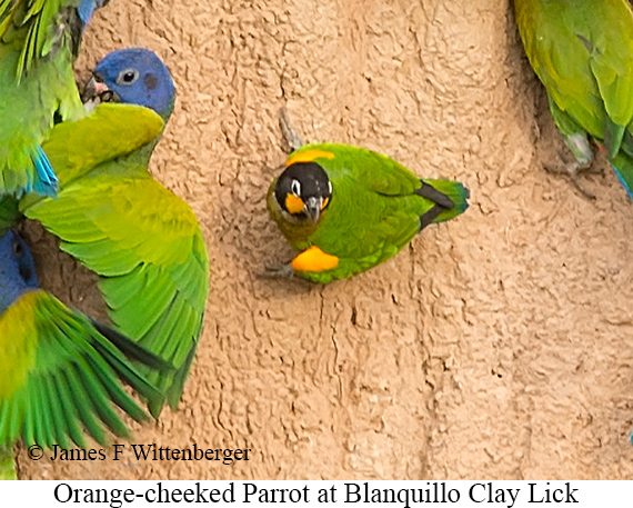 Orange-cheeked Parrot - &copy; James F Wittenberger and Exotic Birding LLC