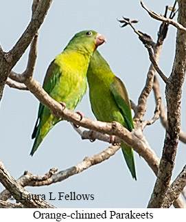 Orange-chinned Parakeet - © Laura L Fellows and Exotic Birding LLC