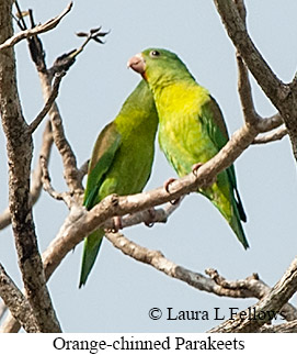 Orange-chinned Parakeet - © Laura L Fellows and Exotic Birding LLC