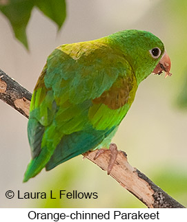 Orange-chinned Parakeet - © Laura L Fellows and Exotic Birding LLC Orange-chinned Parakeet - © Laura L Fellows and Exotic Birding LLC