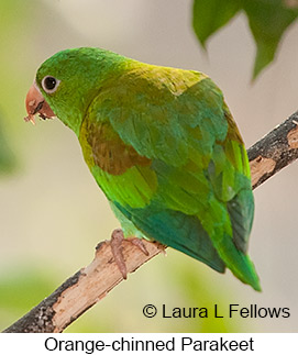 Orange-chinned Parakeet - © Laura L Fellows and Exotic Birding LLC