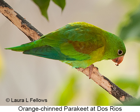 Orange-chinned Parakeet - © James F Wittenberger and Exotic Birding LLC Orange-chinned Parakeet - © James F Wittenberger and Exotic Birding LLC