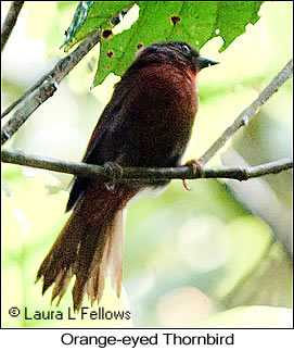 Orange-eyed Thornbird - © Laura L Fellows and Exotic Birding LLC