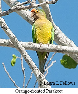 Orange-fronted Parakeet - © Laura L Fellows and Exotic Birding LLC