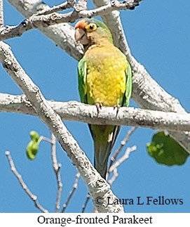 Orange-fronted Parakeet - © Laura L Fellows and Exotic Birding LLC Orange-fronted Parakeet - © Laura L Fellows and Exotic Birding LLC
