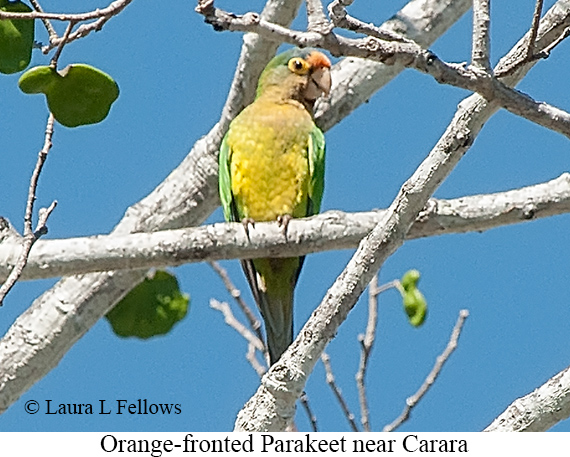 Orange-fronted Parakeet - &copy; James F Wittenberger and Exotic Birding LLC