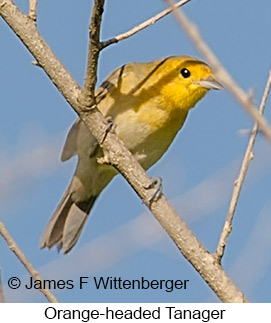 Orange-headed Tanager - © James F Wittenberger and Exotic Birding LLC