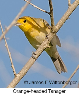 Orange-headed Tanager - © James F Wittenberger and Exotic Birding LLC