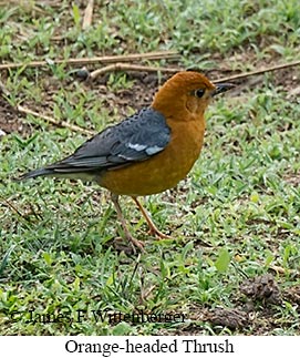 Orange-headed Thrush - © James F Wittenberger and Exotic Birding LLC