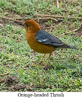 Orange-headed Thrush - © James F Wittenberger and Exotic Birding LLC
